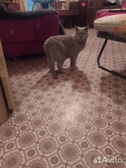 Британский кот