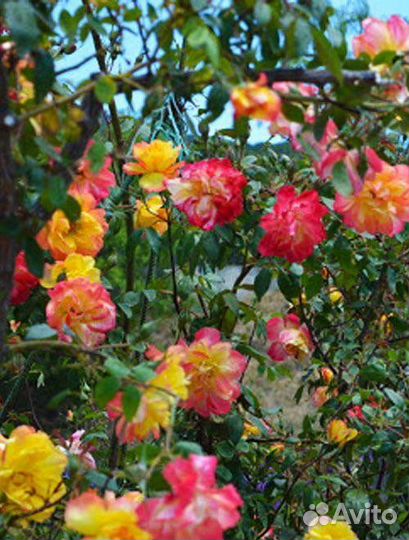 Роза плетистая желто-красная 