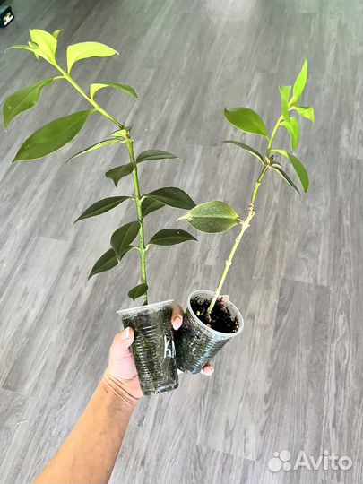 Эсхинантус жар птица