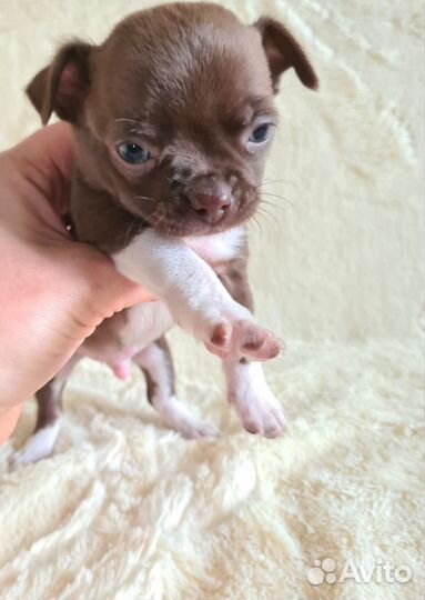 Мальчики чихуахуа
