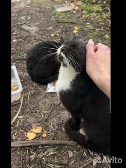 Котик и кошечка ищут дом
