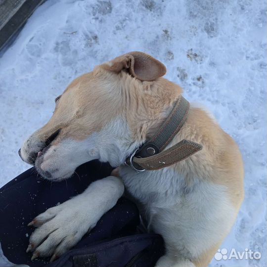 Собака средних размеров мальчик