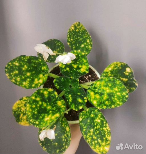 Фиалка замик фикус клузия филодендрон антуриум
