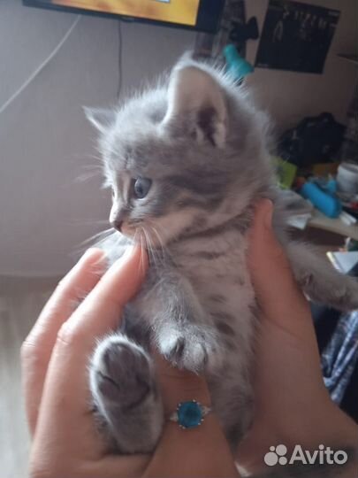 Котята