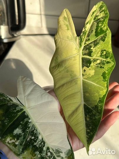 Алоказия фрайдек вариегатная