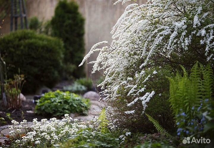 Спирея серая. красивейшие кусты