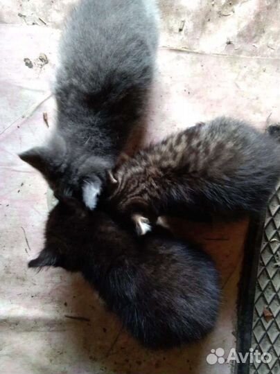 Кошки