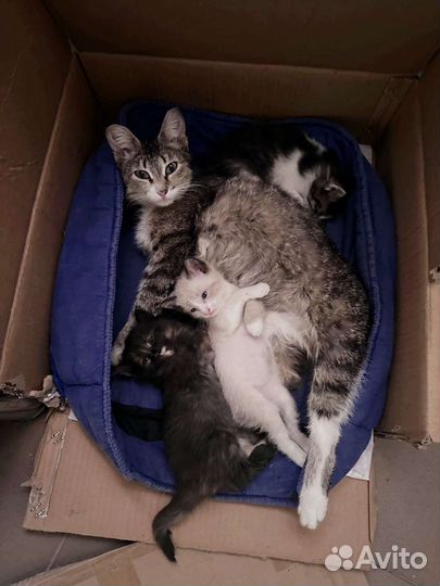 Ласковые котята в добрые руки