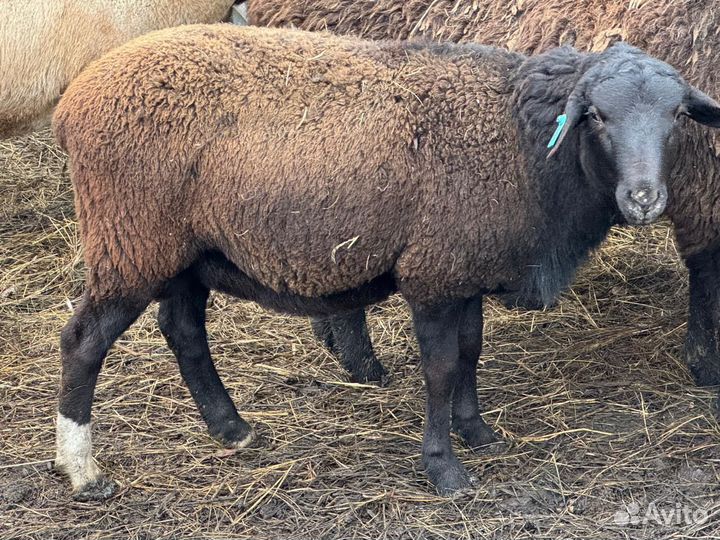 Мясо баранина тушка