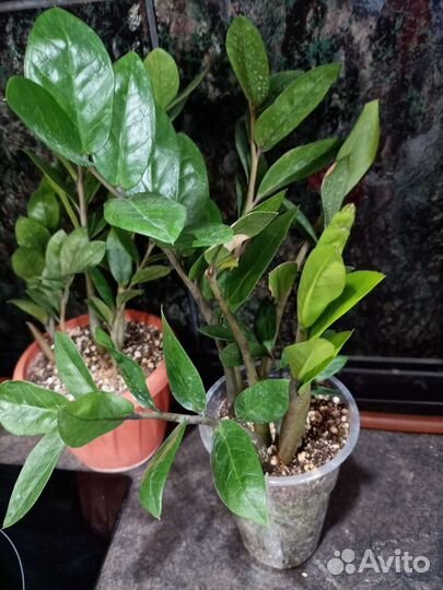 Замиокулькас