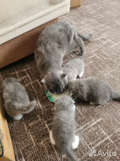 Шотландская вислоухая