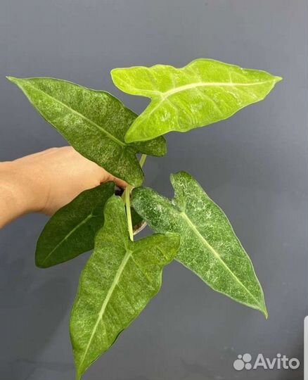 Алоказии вариегатные Альбом 3 (клубни,детки,взрос)