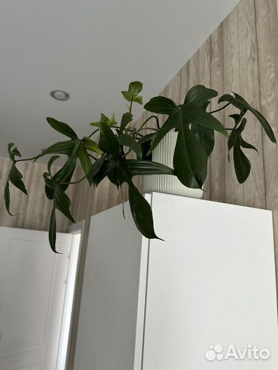 Спатифиллум