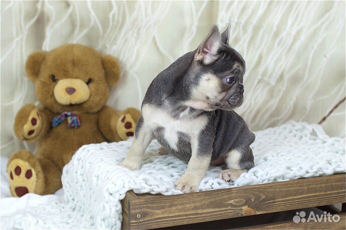 Подпалая куколка