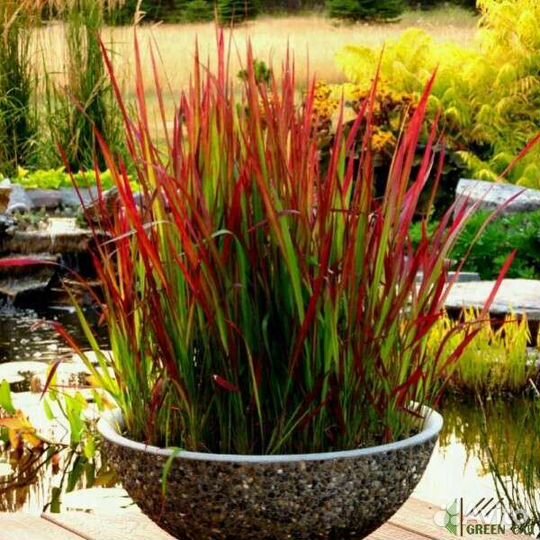 Императа Ред барон, Мискантус Голд бар