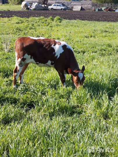 Продам телëнка