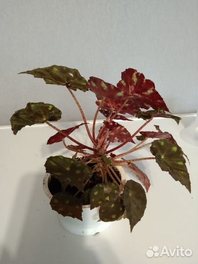 Бегония пятнистая