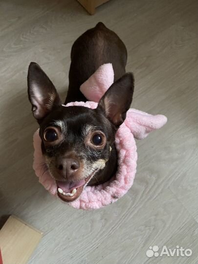 Выгул собак, выездной уход на дом