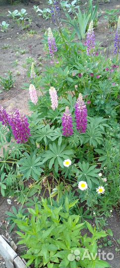 Цветы комнатные и садовые