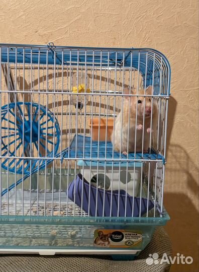 Сирийский хомяк, девочка