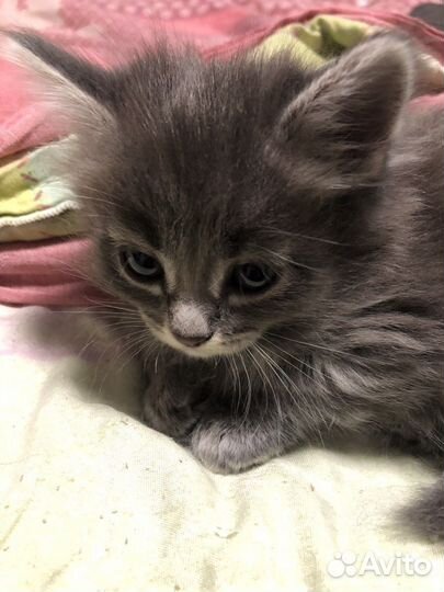 Котенок девочка