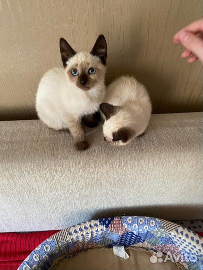 Тайские котята