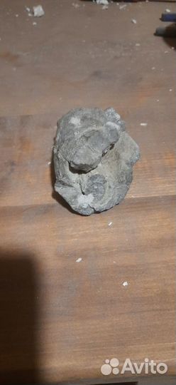 Окаменелости