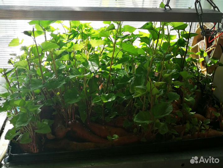 Рассада батат