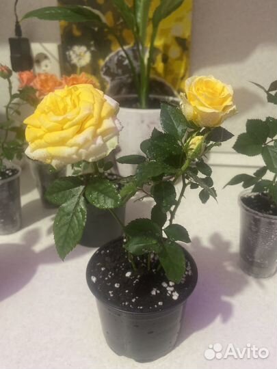 Комнатные растения розы