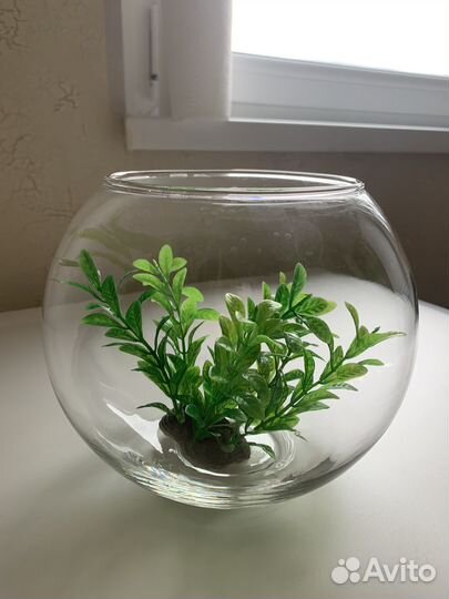 Аквариум 3л с кормом и водорослями