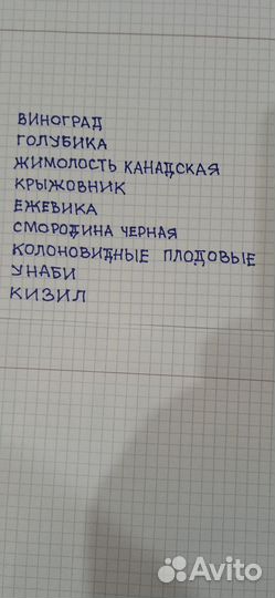 Растения для сада