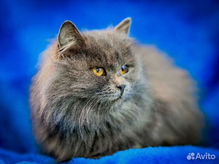 Персидский котенок Мелисса в добрые руки