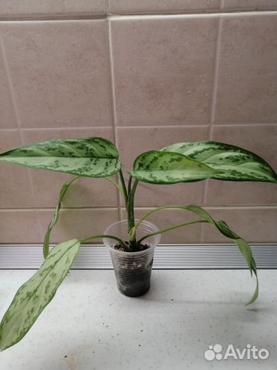 Комнатные растения