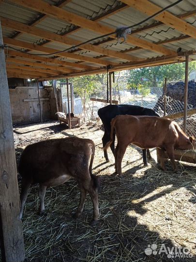 Продам телят