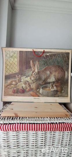 Постер/плакат/ пособие дет. садов/ ссср/кролики