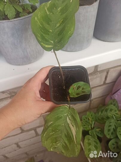 Маранта вариегантная