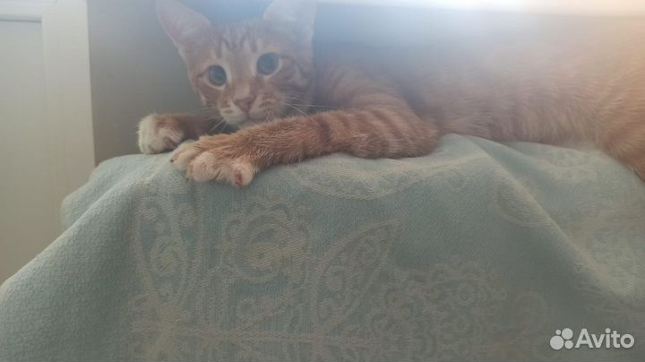 Котенок в добрые руки