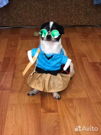 Наряд для животного