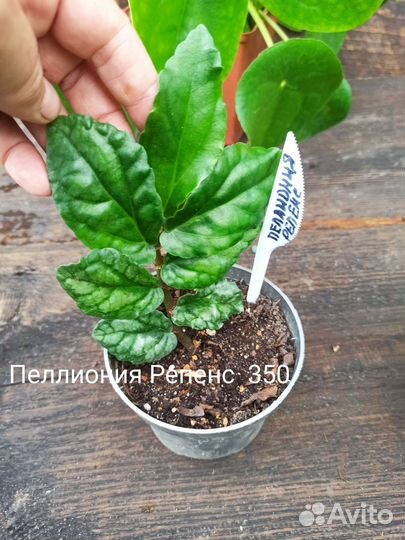 Комнатные растения. Пеперомия, пеллиония, пелея