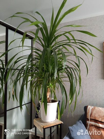 Пальма панданус