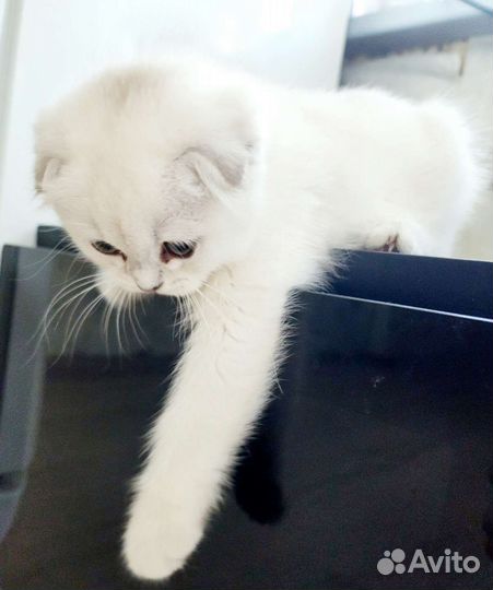 Кошки шотландцы