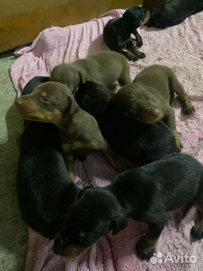 Щенки добермана