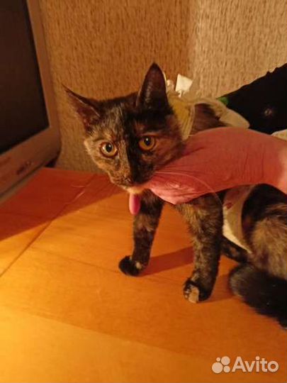 Черепашке нужен дом