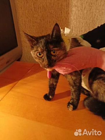 Черепашке нужен дом