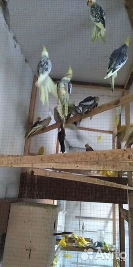 Попугай Корелла Попугаи Какарики Попугаи Неразлучн