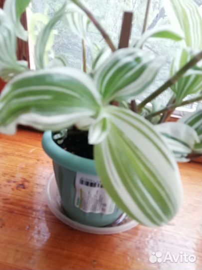 Традесканция крупнолистовая