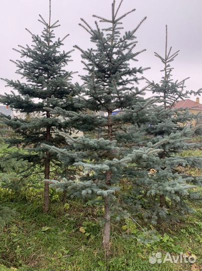 Продаются голубые ели