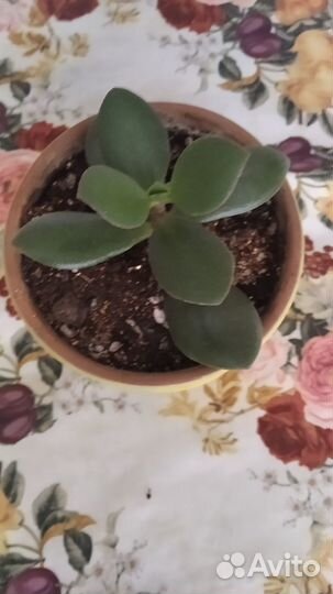 Крассула толстянка