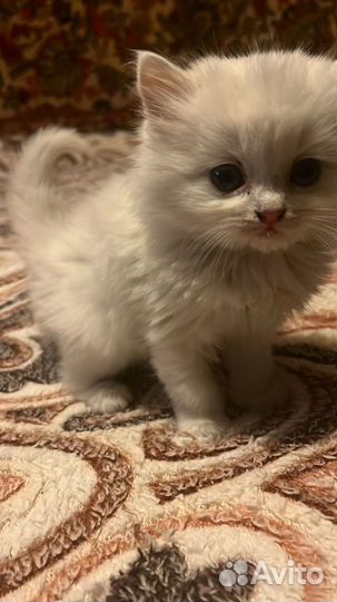 Котята ищут дом
