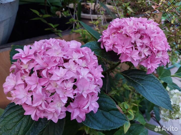 Гортензия крупнолистная You & Me Perfection